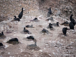 Brandt's cormorants nesting