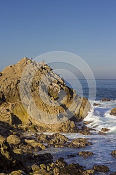 Brandt's cormorants on a rock, 17 Mile Drive