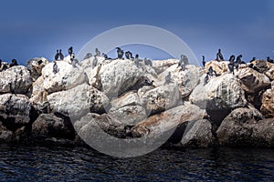 Brandt`s cormorants on a sea wall in Monterey, California photo