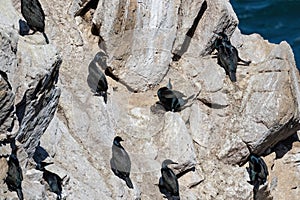 Brandt\'s Cormorants gathering on large rock near shore. photo