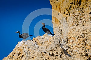 Brandts Cormorant - Torrey Pines - California