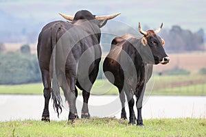 Brangus Cattle Breeding