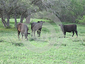 Brangus cattle