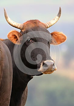 Brangus Cow Cattle