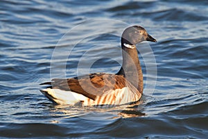 Brant (Branta bernicla) Swimming