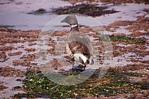 Brant or Brent Goose (Branta bernicla)