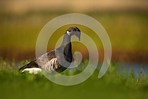 Brant or Brent Goose, Branta bernicla, black and white bird in the water, animal in the nature grass habitat, France
