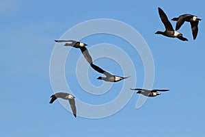 Brant Geese flying over Titchwell Marsh RSPB