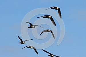 Brant Geese flying over Titchwell Marsh RSPB