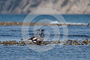 Brant feeding at seaside