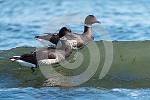 Brant feeding at seaside