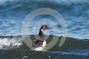 Brant feeding at seaside