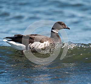 Brant feeding at seaside