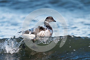 Brant feeding at seaside