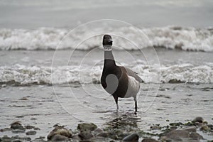 Brant feeding at seaside