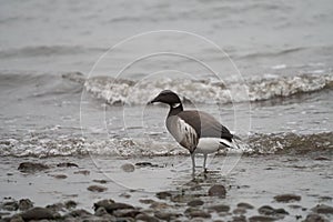 Brant feeding at seaside