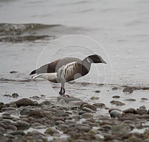 Brant feeding at seaside photo