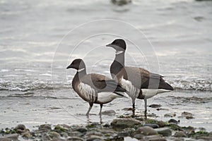 Brant feeding at seaside photo