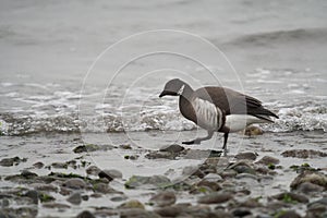 Brant feeding at seaside photo