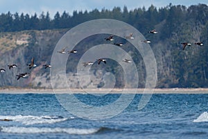 Brant flying and feeding at seaside