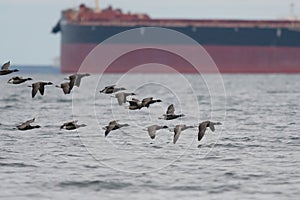 Brant flying and looking for food at seaside