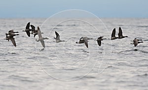 Brant flying and looking for food at seaside