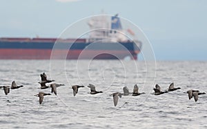 Brant flying and looking for food at seaside photo