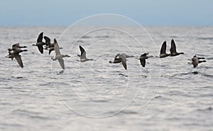 Brant flying and looking for food at seaside photo