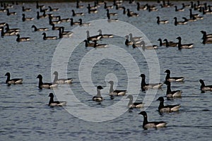 Brant geese
