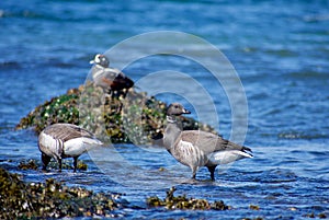 Brant geese feeding at oceans edge with harlequin duck in background