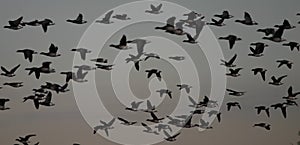 Brant geese in flight