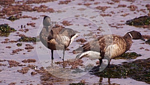 Brant Geese pair wading in tide pool