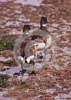 Brant Geese pair wading in tide pool