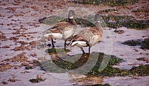 Brant Geese pair wading in tide pool