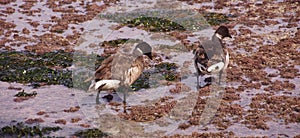 Brant Geese pair wading in tide pool