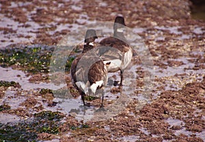 Brant Geese pair wading in tide pool