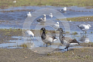 Brant Geese Walking Through Tidal Estuaries