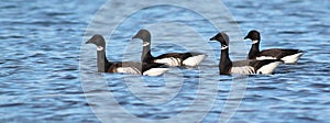 Brant Geese on the Water