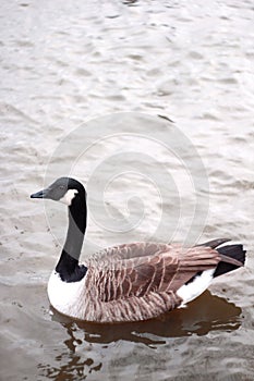 Brant goose