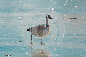 Brant Goose