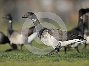 Brant goose