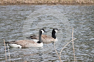 Brant goose