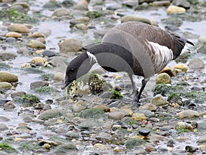 Brant Goose Feeding on the Beach
