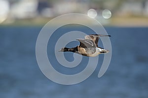 Brant goose in flight