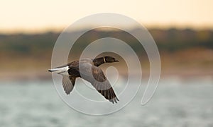 Brant Goose in flight