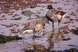 Brant Goose pair wading