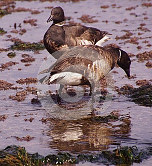 Brant Goose pair wading