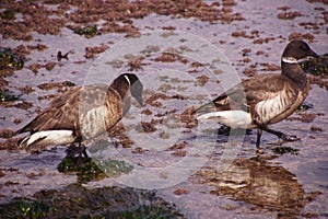 Brant Goose pair wading