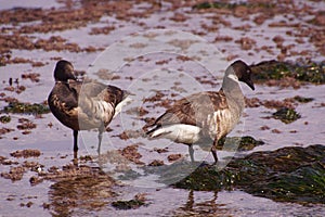 Brant Goose pair wading