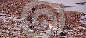 Brant Goose pair wading